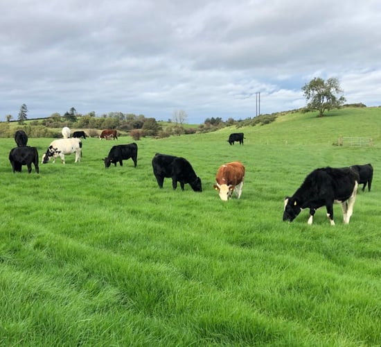 How has Irish factory beef price surpassed lamb prices in cases?