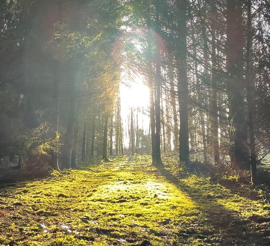 DAFM to pay farmers €1,200 for forest management plans