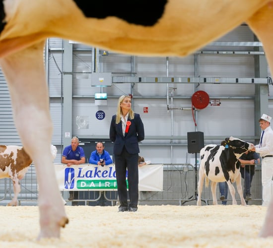 The best of Holstein Young Breeders Club AHV Multibreed Calf Show