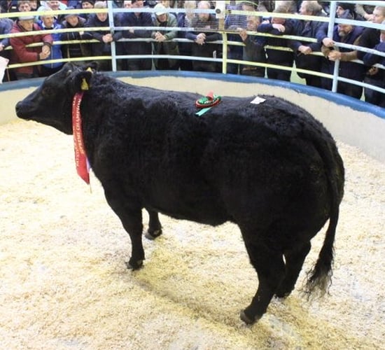 Mart Report: Top prices from Kanturk Mart Fatstock Sale