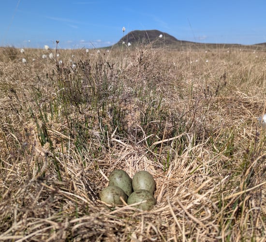 Wading birds making a comeback in Antrim Hills  