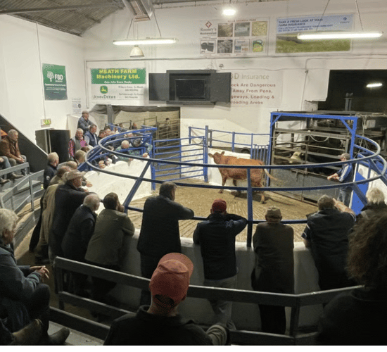 Number of cattle sold in marts down 28,500 head in October