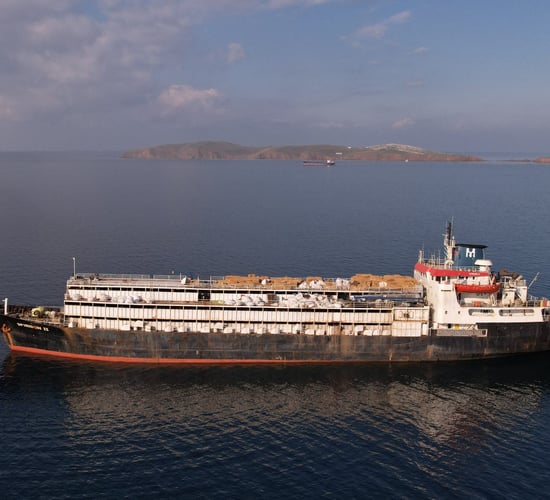 Destination unknown for livestock ship after reportedly unloading in Libya