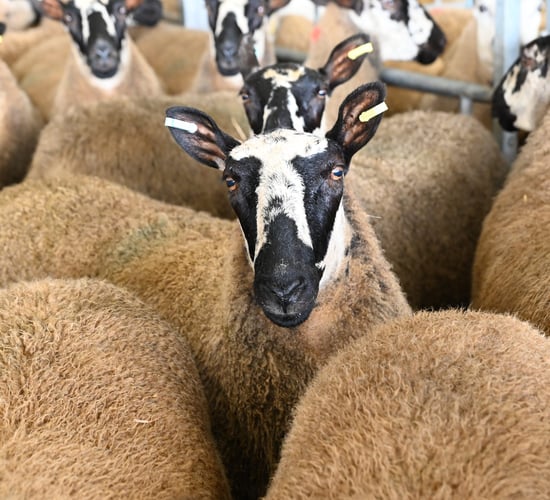 England and Wales ease bluetongue restrictions to allow cross-border trade