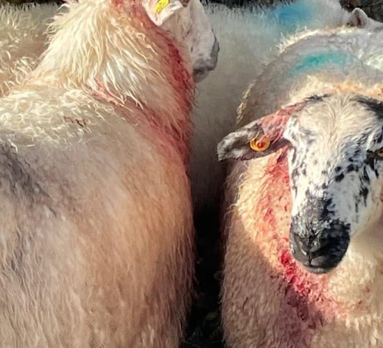 Owners urged to keep dogs under control after sheep kill in Mayo