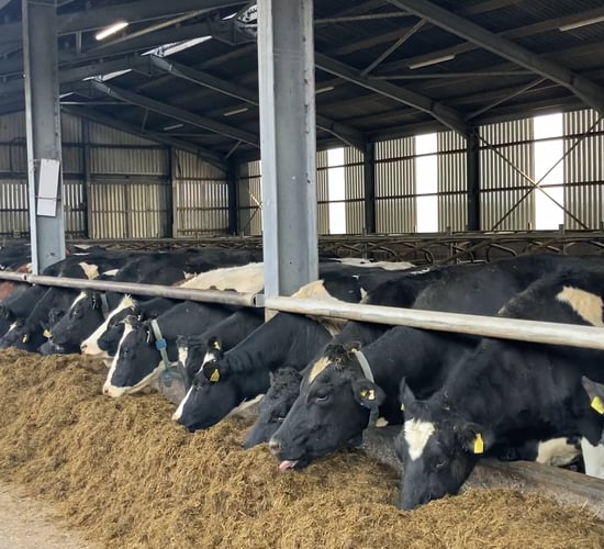 Want to know how to maximise margins from winter milk?