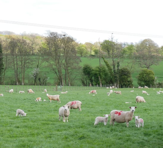 Beat the Parasites Series: Requirements of new prescription rules for wormers