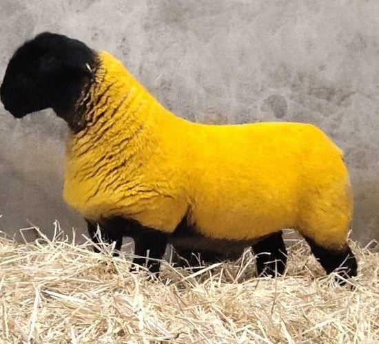 Malinhead ewe lamb tops the Black Beauties sale at €7,500