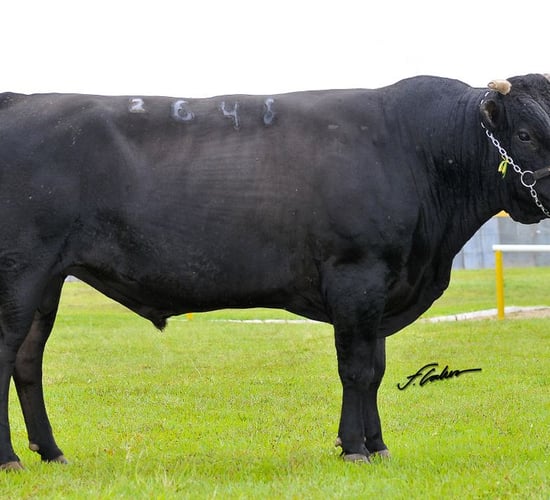 Brazilian beef sector pushing to align with global standards