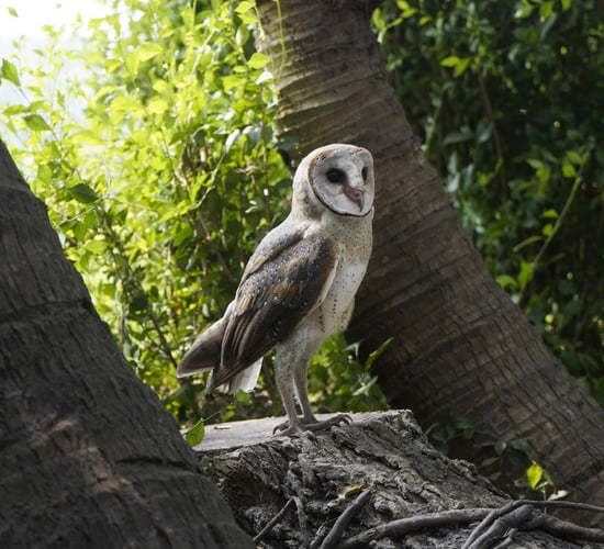 €3m Local Biodiversity Action Fund launched