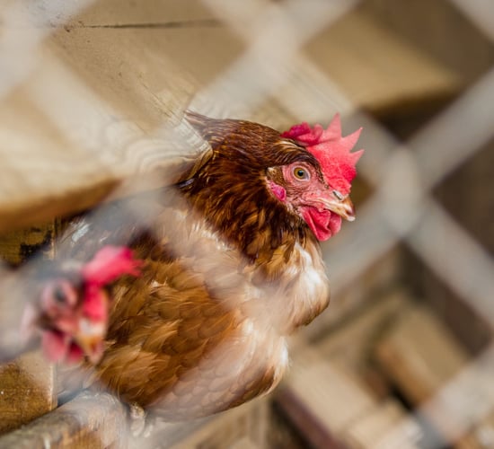 Heydon: 'We stand ready to support our poultry sector'