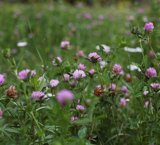 Multi-species sward and red clover payments get underway