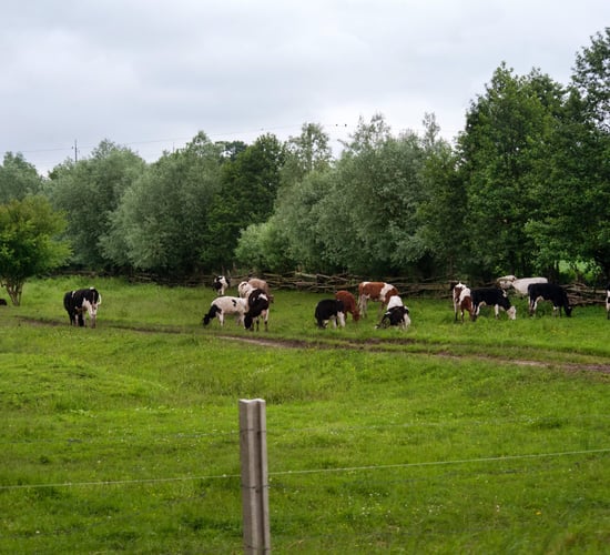 Taoiseach: Farmers will 'have to do more' when it comes to water quality