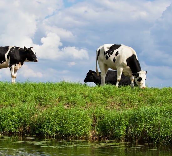 Liver fluke in cattle: Breaking the cycle