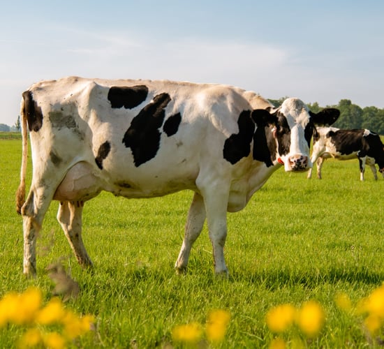 Watch: Any derogation agreement must be 'workable' for farmers - Heydon