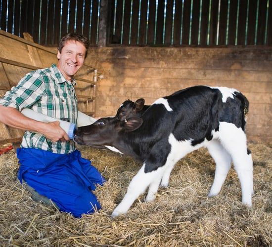 Dairy farmers work on average '400 hours' more a year than other farmers