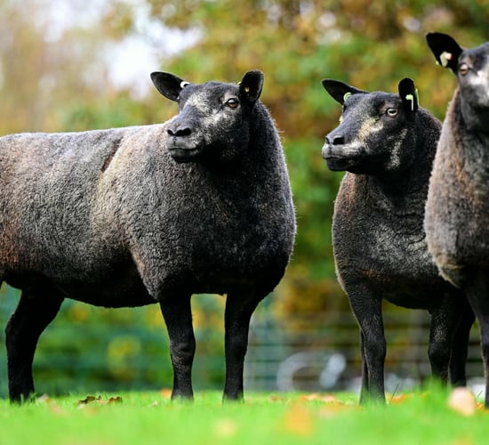 Little Whisker flock dispersal sale this weekend