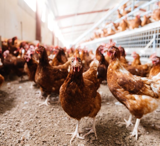 Bird flu: What should flock owners know about the housing order?