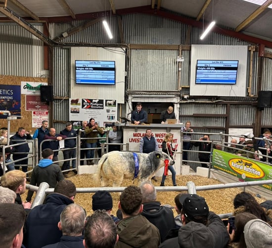 Meet the €33,500 Belgian Blue heifer, Polar Bear
