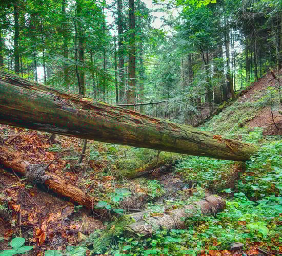 ESB increasing 'access officers' who will work with landowners on forestry - minister