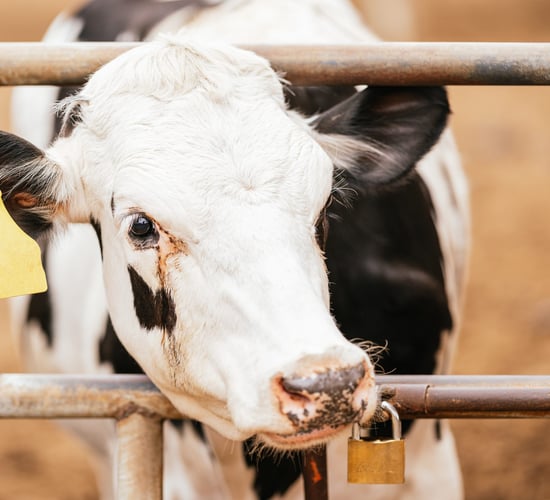 DAFM 'aware of issue' with mechanism of a calving gate