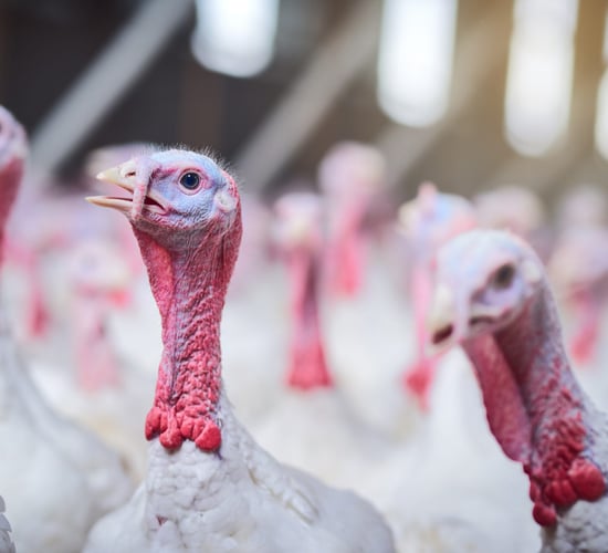 DAFM: Bird flu outbreak in commercial turkey flock in Co. Carlow