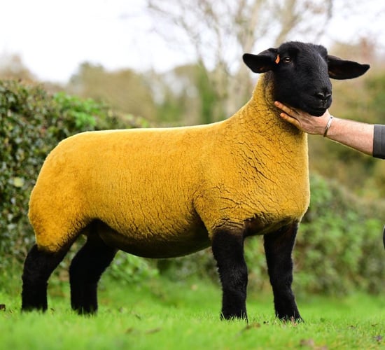 Great Bonanza sale tops at 13,000gns on three occasions