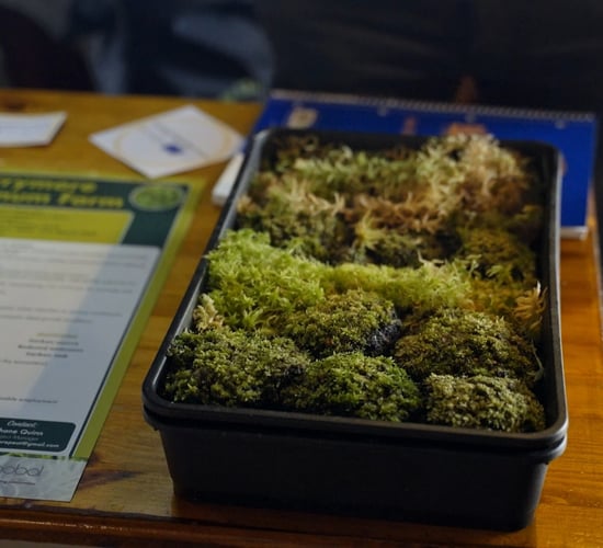 How peatland farmers are driving Ireland's midlands towards a greener future