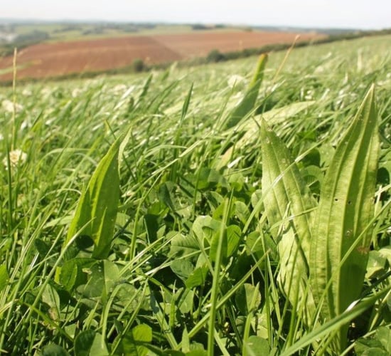 Cattle group weights and update from UCD/ABP 3 sward trial
