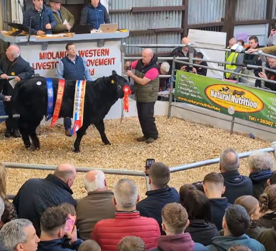 Carrick Winter Fair: Weanling heifers surpass €20,000 as sale gets underway