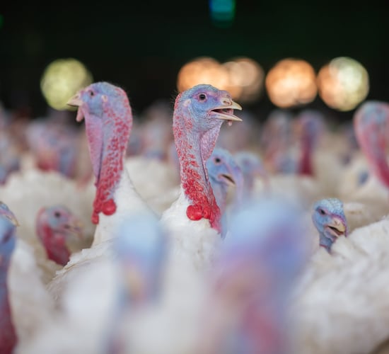 DAFM: 80,000 turkeys culled on commercial premises in Ireland