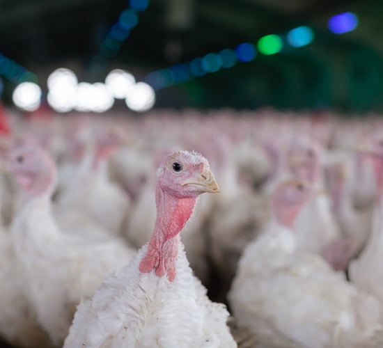 DAFM: Bird flu outbreak in commercial turkey flock in Co. Monaghan