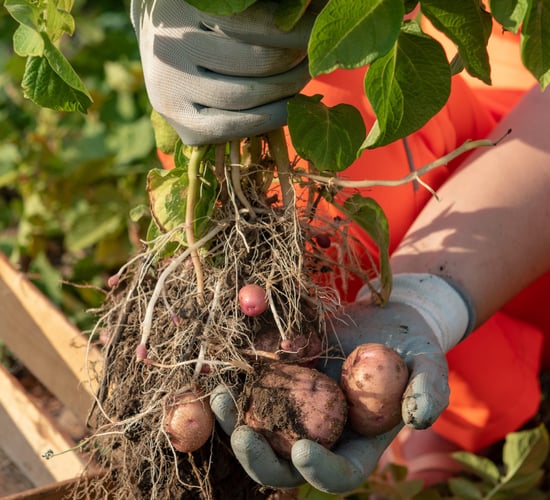 Turning potato crop waste into skincare gold in Scotland