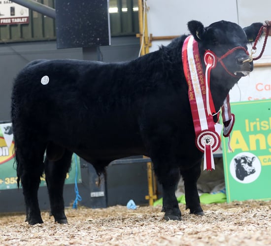 Top price of €9,200 paid at 'Elite Angus' sale