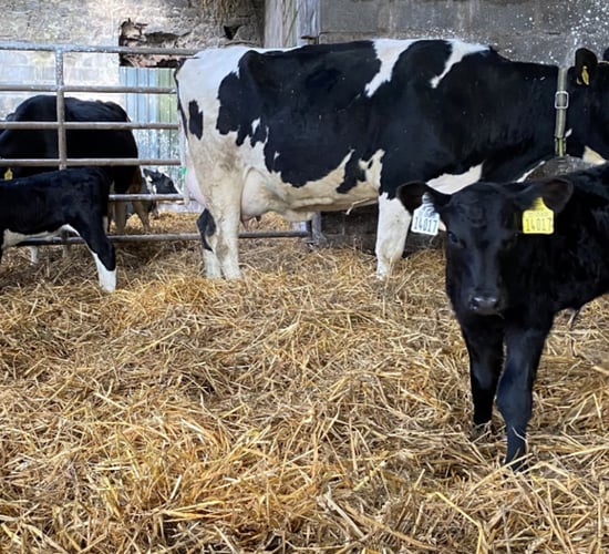 BVD calf compensation rates unchanged since 2019