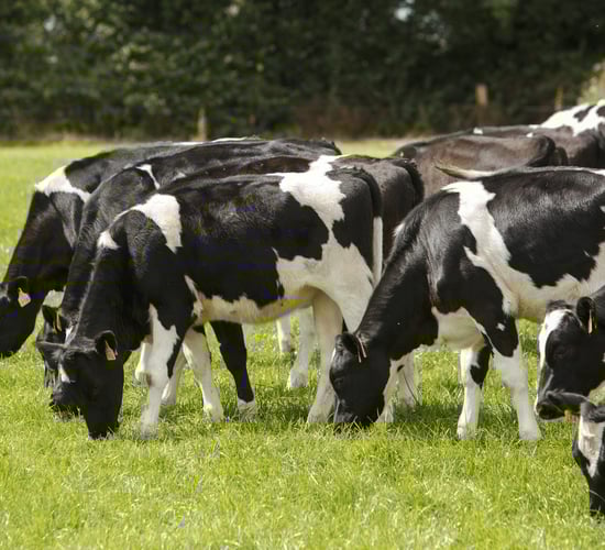 NI dairy farmers facing one of 'toughest financial squeezes in recent memory'