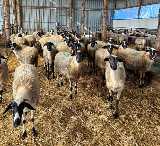 430k sheep and goats culled in Greece due to pox virus