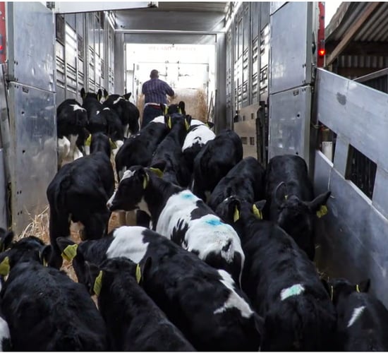 What impact could bluetongue have on calf exports next spring?