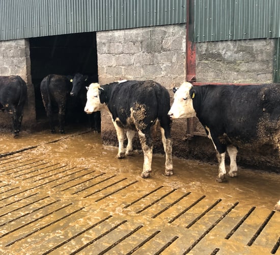 Value of using data records to benchmark farm performance