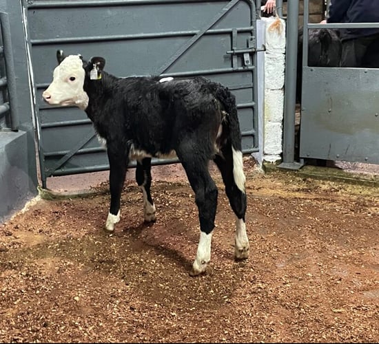 Pre-movement test set for herds with BVD positive calves in 2026