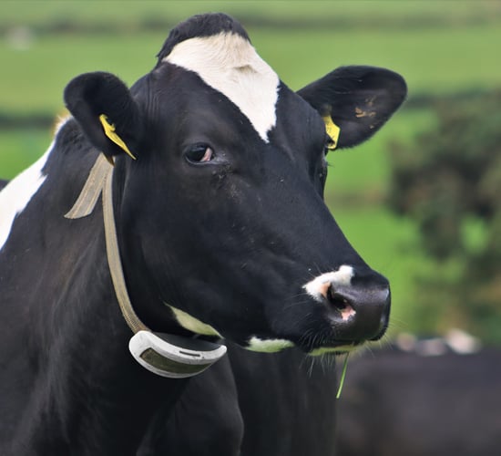 ‘The collars have provided me with certainty - that's invaluable to me'