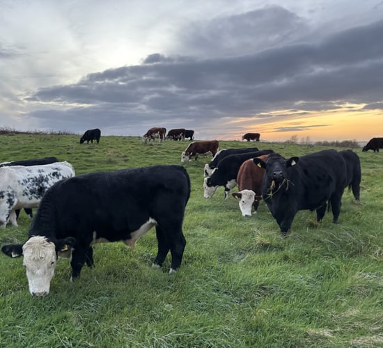 Factory quotes: Beef trade remains firm heading into New Year