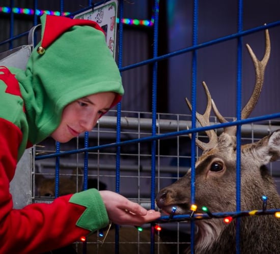 Festive times at Kia Ora Mini Farm