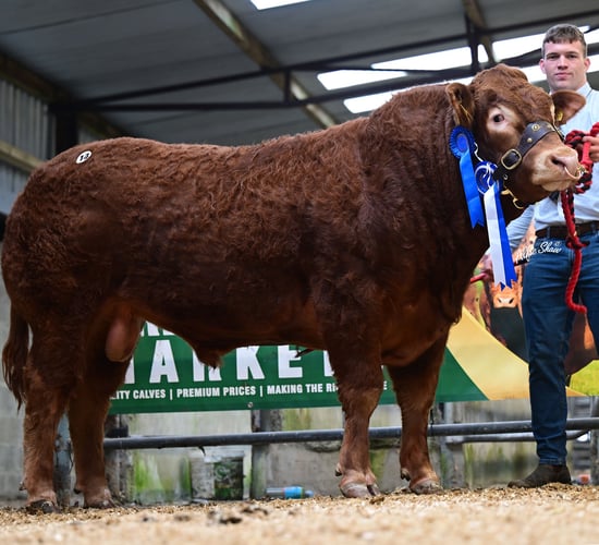 Limousin bulls average €6,500 at society sale in Roscommon