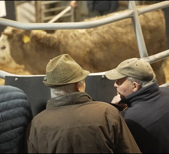 Watch: Catch-up at the mart - 'The cattle have to be fed on Christmas Day'
