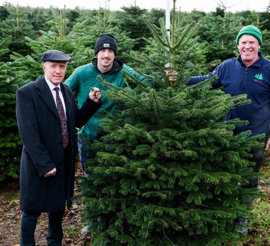 Healy-Rae encourages support for Irish Christmas tree sector