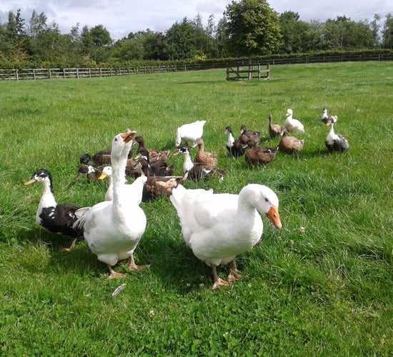 Newbarn Farm invites public to take a gander