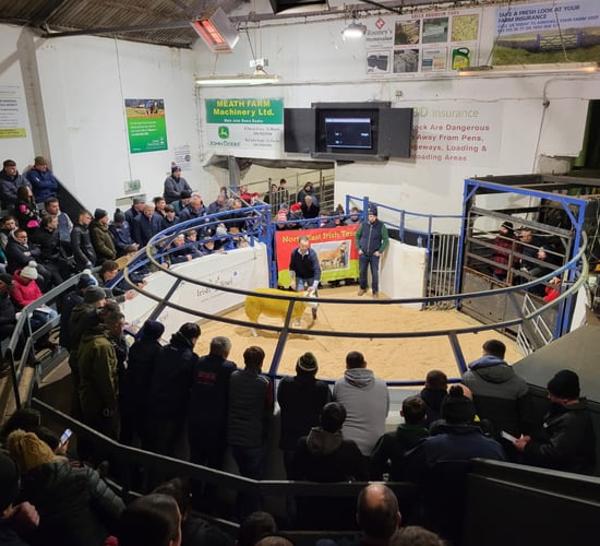 New record price of €6,400 paid at Texel Twilight Sale in Carnaross