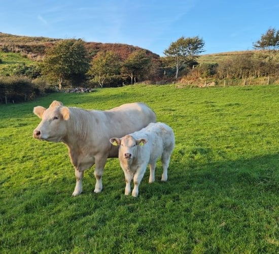 What suckler farmers need to know about myostatin