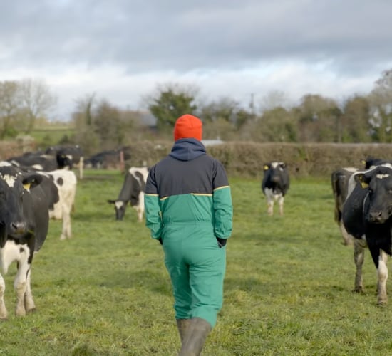 Finishing out the grazing rotation with an award-winning herd in Co. Tipperary